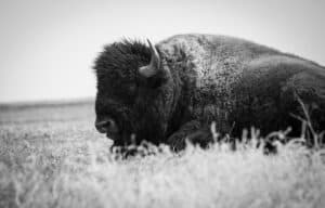 Erich Riegelmann -Meditative Bison