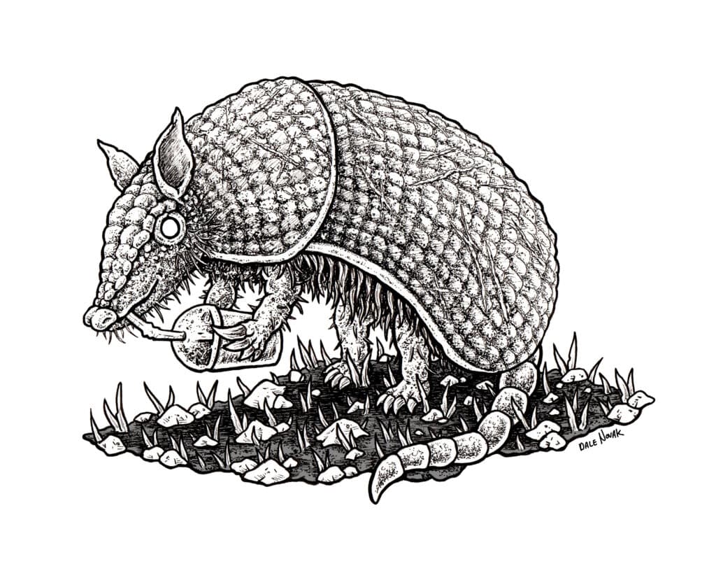 Armadillo by Dale Novak