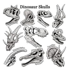 Dinosaur Skulls by Dale Novak