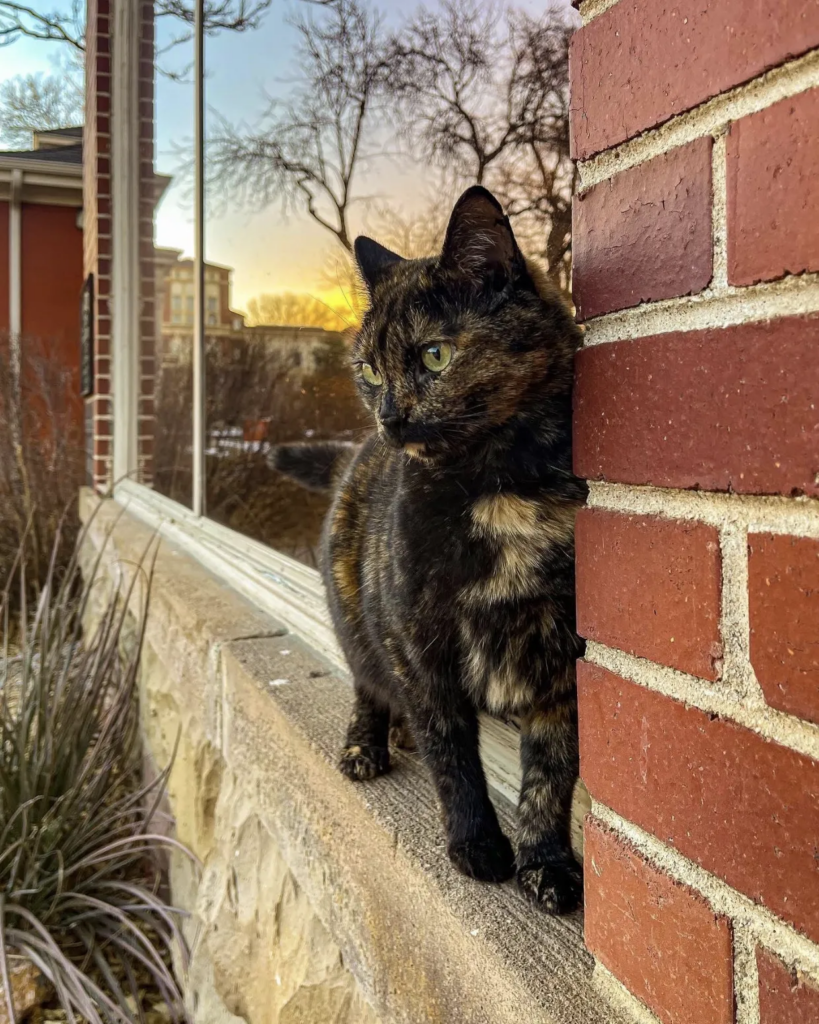 Princess the Cat.
