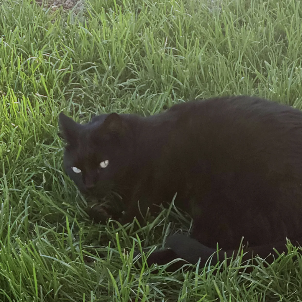 Spooky the cat.