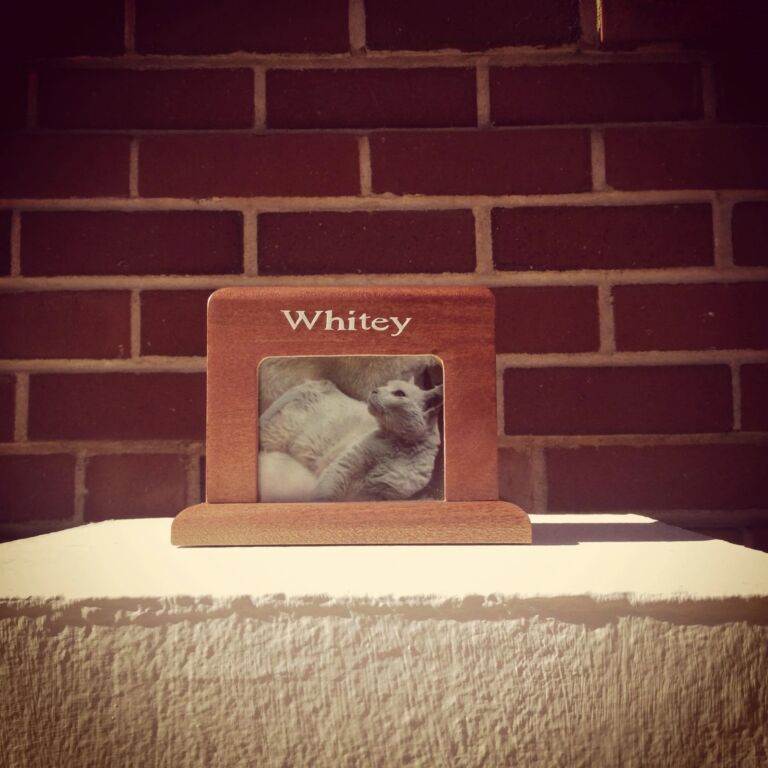 Whitey the Cat
